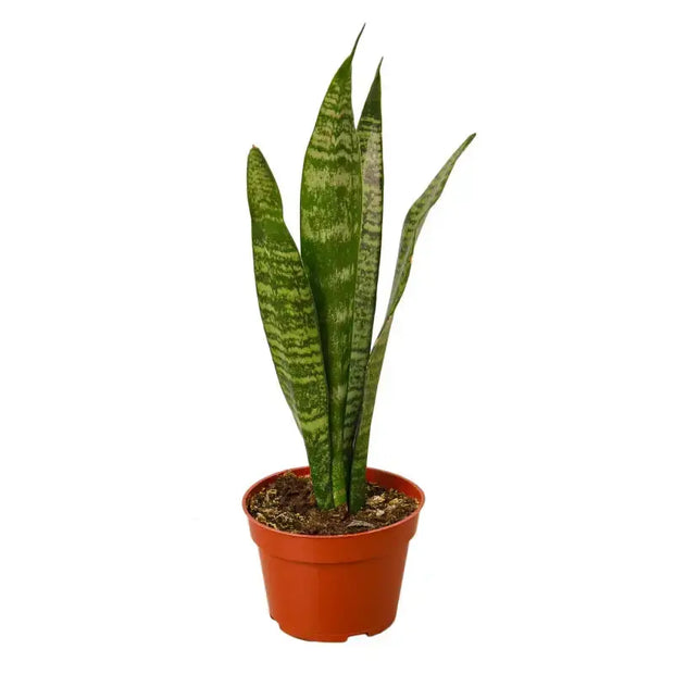 Snake Plant 'Zeylanica' House Plant Dropship