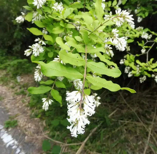 20 Seeds Border Privet Seeds for Planting Privet Bush Tree Seeds Ligustrum obtusifolium Ligustrum Japonicum Seeds ligustrum vulgare Seeds Amur Privet Seeds Ligustrum waxleaf Privet Seeds - The Rike Inc