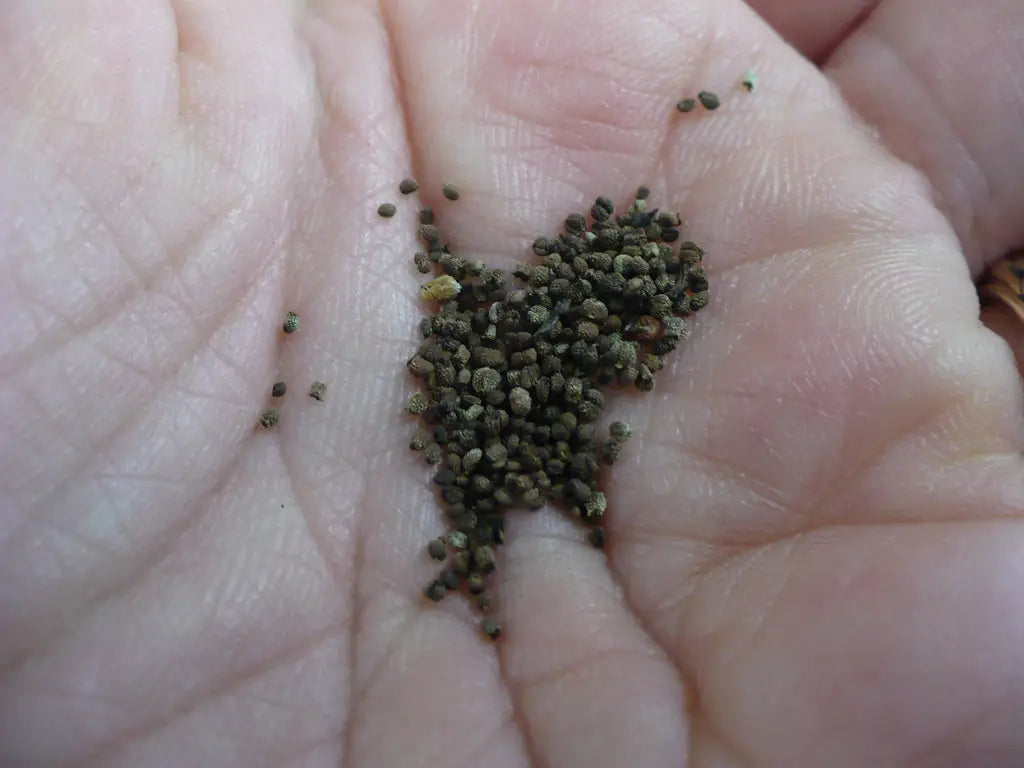 Culantro Seed | Rebecca McMahon | Flickr
