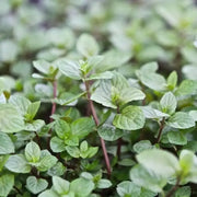 80 Seeds - Mint Chocolate Herb Seeds (Mentha x piperita 'Chocolate'), Fast-Growing Chocolate Mint Plant Seeds for Planting Herb Garden - The Rike - Image #6