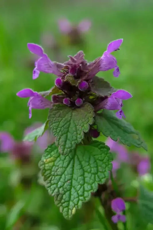 Dried Dead Nettle Tea Herbal Tea Lamium purpureum Purple Dead Nettle tea 100 gram Archangel Organic Purple Red Deadnettle Tea ( large package) ($6 shipping charge customer)