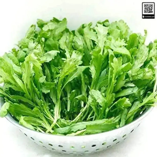 3000 Crown Daisy Seeds Garland Chrysanthemum, Coronarium Glebionis, Edible Chrysanthemum, shungiku, chop-Suey-Green, Japanese-Green, tangho, tongho, antimonio, mirabeles, Moya, Chrysanthemum Greens - The Rike Inc