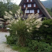 1000 Seeds Silver Maiden Grass Seeds Miscanthus Sinensis Chinese Silver Grass Seeds Decorative Feather Reed Grass Seeds Home Wedding Decor