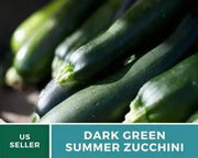 100 Seeds Dark Green Zucchini Squash Seeds Vegetable Seed Heirloom Non-GMO with Free Bandana Mask