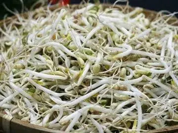 1300 Seeds Mung Bean Sprout Seeds green gram, maash, moong, monggo, or munggo