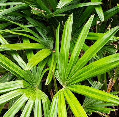 Saw-Palmetto