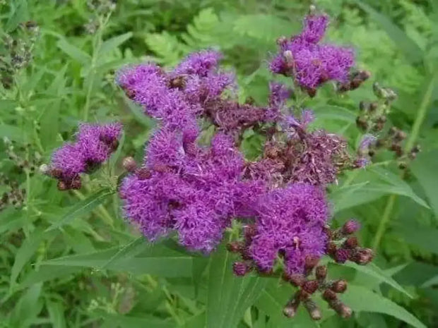 1000 Seeds Ironweed Seeds - Vernonia Fasciculata Baldwin's Ironweed Seeds for Planting Bach dau ong Vernonia Noveboracensis Western Ironweed herb Seeds