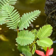 100 Seeds - Water Mimosa Seeds, Hat Rau Nhut Seeds for Planting Mimosa Pudica - Sensitive Neptunia Edible Plant, Neptunia Ooleracea or Co nhut | Sensitive Water Plant, Floating Mimosa Seeds The Rike