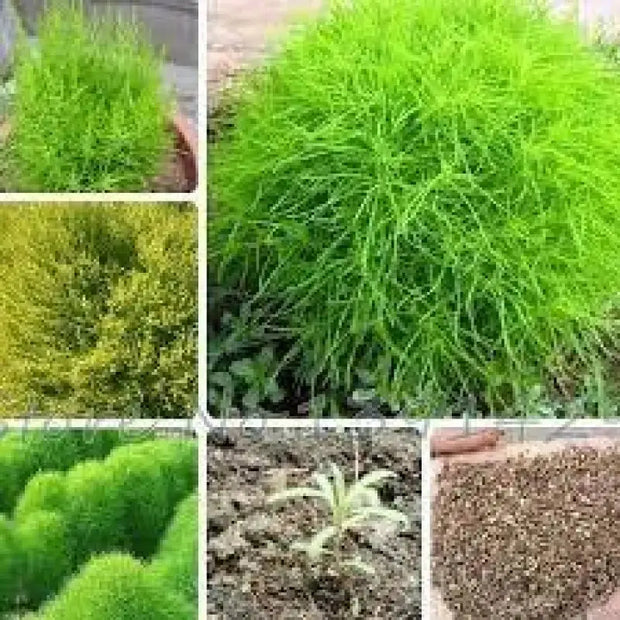 200 Seeds Kochia Scoparia Seeds co DOI mau Seeds for Planting Scoparia Seeds Bassia Scoparia Ragweed Summer Cypress Mock-Cypress Belvedere Burningbush Mexican Firebrush Mexican Fireweed Seeds - The Rike Inc