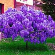 10 Seeds - Chinese Blue Wisteria Sinensis Tree Seeds | Chinese Climbing Lilac Wisteria Seeds Fresh Seeds for Planting | Wisteria sinensis Blue Moon Seeds Easy to Grow & Maintain - The Rike - Image #5