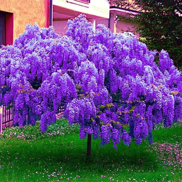 10 Seeds - Chinese Blue Wisteria Sinensis Tree Seeds | Chinese Climbing Lilac Wisteria Seeds Fresh Seeds for Planting | Wisteria sinensis Blue Moon Seeds Easy to Grow & Maintain - The Rike - Image #5