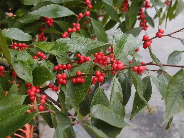 50 Seeds American Holly Seeds Tree Seeds for Planting Ilex opaca Seeds English Holly Seeds - The Rike Inc