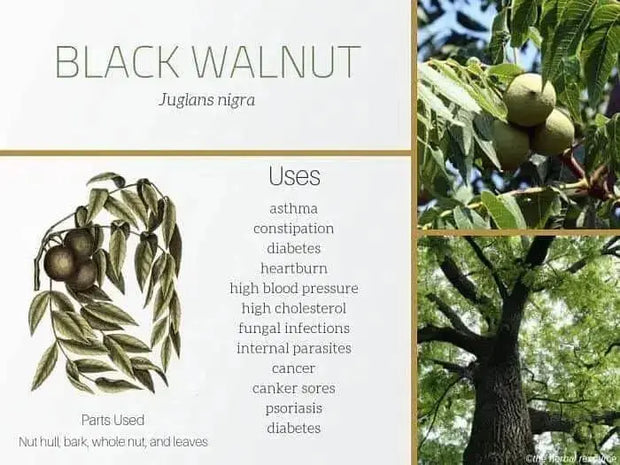 10 Seeds Black Walnut Tree Seeds for Planting Juglans Nigra Eastern American Black Walnut Seeds 