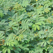 100 Seeds - Water Mimosa Seeds, Hat Rau Nhut Seeds for Planting Mimosa Pudica - Sensitive Neptunia Edible Plant, Neptunia Ooleracea or Co nhut | Sensitive Water Plant, Floating Mimosa Seeds The Rike