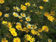 1500 Crown Daisy Seeds Garland Chrysanthemum, Coronarium Glebionis, Edible Chrysanthemum, shungiku, chop-Suey-Green, Japanese-Green, tangho, tongho, antimonio, mirabeles, Moya, Chrysanthemum Seeds - The Rike Inc