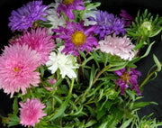 Aster Tall Double Gremlin Seeds Crego Giant Mixture Aster Flower 1000 Seeds for Planting Chinese Aster Seeds Annual-Aster China-Aster Callistephus chinensis Ochiul boului Seeds - The Rike Inc