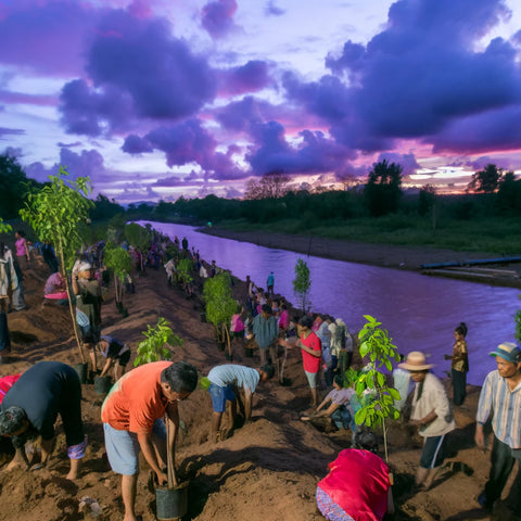 Community members planting trees by the riverbank at sunset.