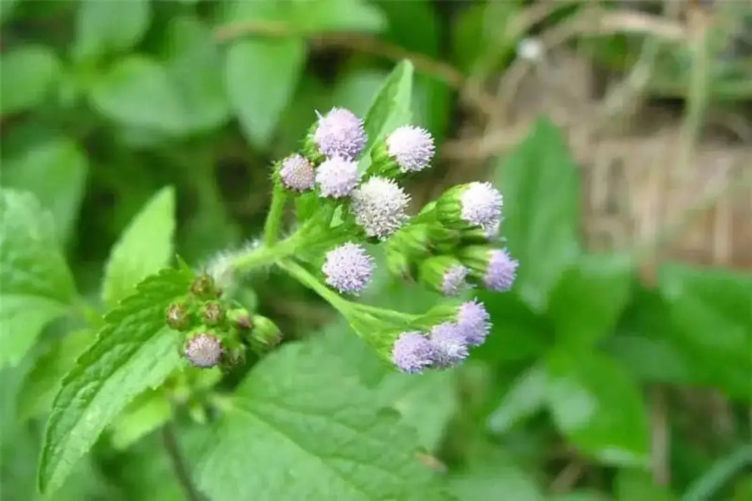 blue billygoat weed herbicide Ageratum conyzoides “Tea”: billygoat weed herbal tea 100 gram