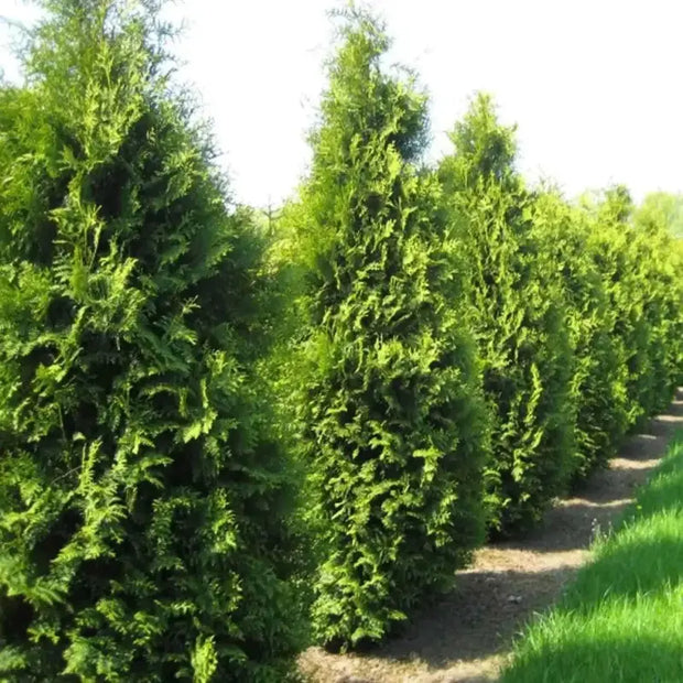 100 Seeds - American Arborvitae Tree Seeds - Giant Thuja Tree, Thuja Occidentalis - White Cedar Seeds for Planting - Swamp Eastern Thuja White Arborvitae Seeds for Home and Garden - The Rike