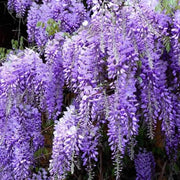 Chinese Blue Wisteria Sinensis Tree Seeds | Chinese Climbing Lilac Wisteria Seeds Fresh Seeds 