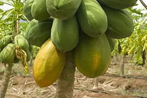 150 Mexican Papaya Seeds for Planting Carica Papaya Seeds, Papaya, Pawpaw, Asimina triloba Organic Non-GMO - The Rike Inc