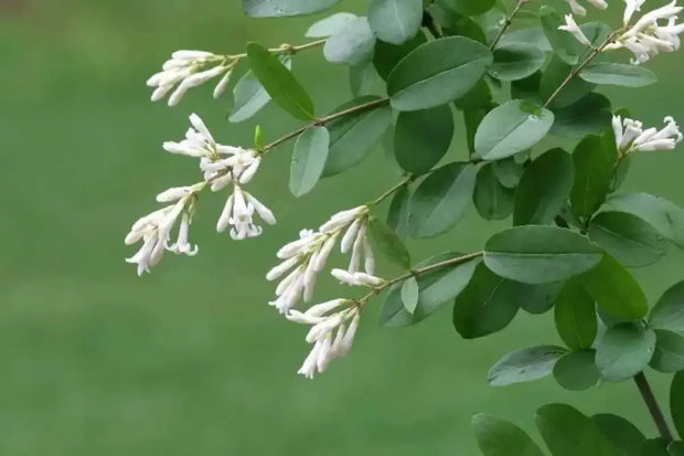 20 Seeds Border Privet Seeds for Planting Privet Bush Tree Seeds Ligustrum obtusifolium Ligustrum Japonicum Seeds ligustrum vulgare Seeds Amur Privet Seeds Ligustrum waxleaf Privet Seeds - The Rike Inc