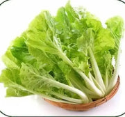 2000 Seeds Brassica Juncea Seeds Kekkyu Takana Seeds, Oriental Mustard, GAI Choy, Cải dưa Chua Mustard Seeds CAI be dun CAI be Nhung Brassica juncea Mustard Green Seeds for Planting Non-GMO - The Rike Inc