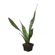 Snake Plant 'Zeylanica' House Plant Dropship