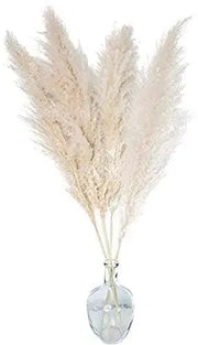 2000 Pampas Grass Seeds White Cortaderia Selloana Seeds Perennial Flowering ORNIMENTAL Grasses FEATHERY Blooms Home Decor Flower Office Decor Wedding Decor - The Rike Inc