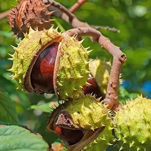 10 Seeds Horse Chestnut Seeds for Planting (Aesculus hippocastanum) Fruit Tree Seeds Bonsai Seeds