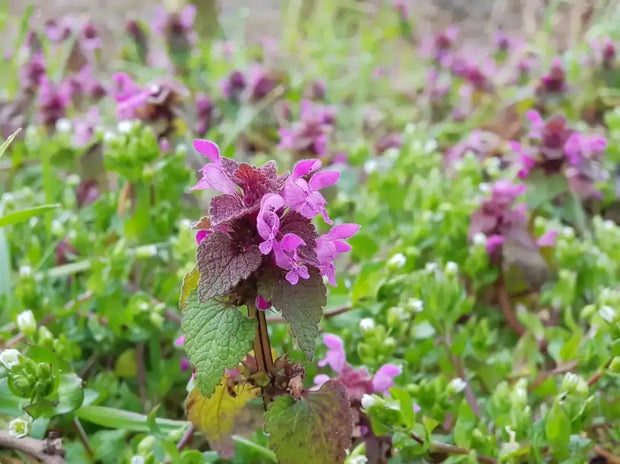 Dried Dead Nettle Tea Herbal Tea Lamium purpureum Purple Dead Nettle tea 100 gram Archangel Organic Purple Red Deadnettle Tea ( large package) ($6 shipping charge customer)