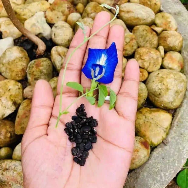 100 Seeds - Butterfly Pea Flower Seeds | Local USA, Blue Butterfly Pea Vine Seeds | Non-GMO (Clitoria Ternatea) Asian Pigeonwings Seeds/Tropical Vine Plant Seeds | Edible Flower Seeds The Rike