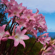 100 Seeds - Belladonna Lily Seeds (Amaryllis Belladonna) | Pink Belladonna Lily, Naked Lady Lilies, Amaryllis Bulbs to Grow Jersey Lily/March Lily, Resurrection Lily or Surprise Lily