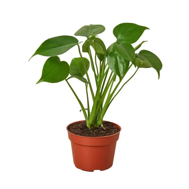 Philodendron Monstera Split-Leaf House Plant Dropship