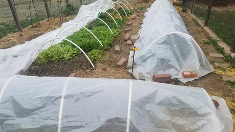 Protective plastic tunnels and fabric cover garden rows at Luna Herb Co. & The Smelly Gypsy.