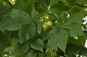 10 Seeds Shangbark Hickory Nuts for Planting - Raw Tree Seeds - Carya ovata Seeds to Grow Carya Alba Mockernut Pignut Hickory Nuts - Carya glabra - Image #4