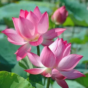 30 Seeds Lotus Seed for Planting Bonsai Pink Nelumbo nucifera Seeds, Water Lotus Seeds, Egyptian Bean Seeds, Indian Lotus Seeds, Pink Lotus Seeds - The Rike Inc