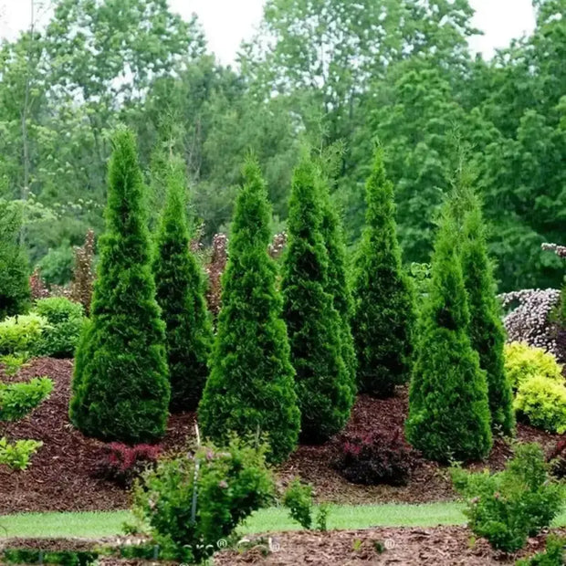 100 Seeds - American Arborvitae Tree Seeds - Giant Thuja Tree, Thuja Occidentalis - White Cedar Seeds for Planting - Swamp Eastern Thuja White Arborvitae Seeds for Home and Garden - The Rike