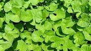 500 Seeds Gotu Kola Seeds Centella Asiatica Seeds Indian Pennywort Seeds Centella Asiatica Rau Ma Seeds - The Rike Inc