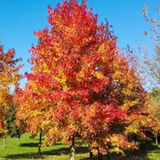 40 Seeds American Sweetgum Tree Seeds for Planting Sweet Gum Tree Seeds The Rike