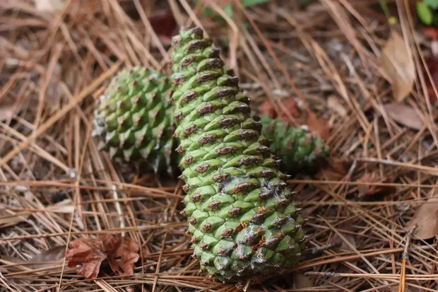 30 Seeds Loblolly Pine Seeds Tree Seeds for Planting Pinus taeda Arkansas Pine North Carolina Pine Oldfield Pine Seeds - The Rike Inc