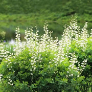 100 Seeds - White Wild Indigo Seeds (Baptisia alba) | Non-GMO False Indigo | High-Germinated Thin-Pod White Baptisia Seeds - Perfect for Landscaping and Wild Pollinator Gardens