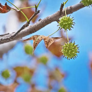 40 Seeds American Sweetgum Tree Seeds for Planting Sweet Gum Tree Seeds The Rike