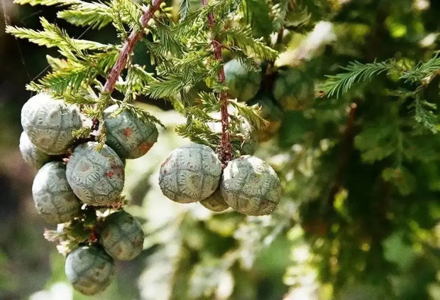 10 Bald Cypress Seeds for Planting Taxodium distichum Swamp Cypress Tree Seeds cyprès chauve cipre White Cypress Tidewater red Cypress Gulf Cypress red Cypress Seeds - Image #3