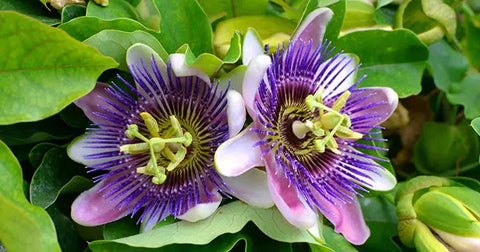 Can you drink passionflower tea everyday?