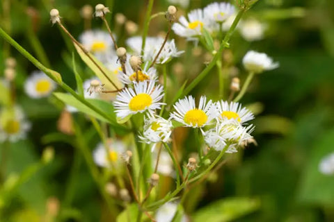 Daisy Fleabane Use - Wonderful Health and Garden Benefits