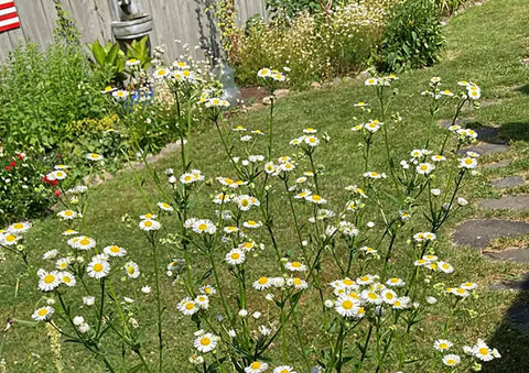 Daisy Fleabane Use - Wonderful Health and Garden Benefits