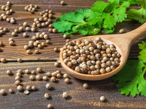 WHAT TO DO WITH CORIANDER SEEDS & HOW TO GROW THEM?