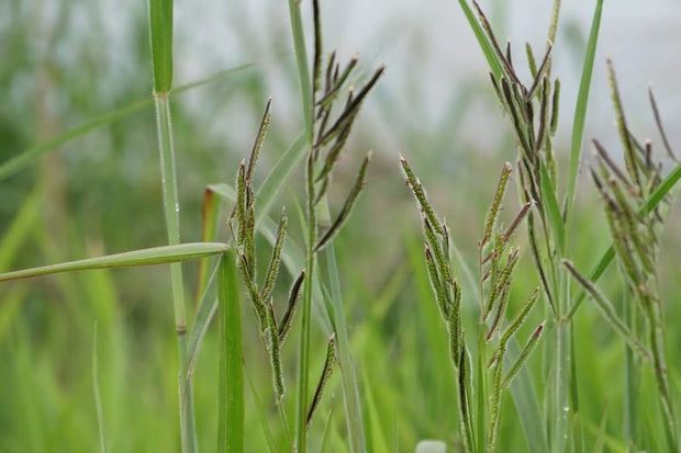 4 pack x 1000 Dallisgrass Seeds Paspalum Dilatatum Dallas Grass for Soil Erosion