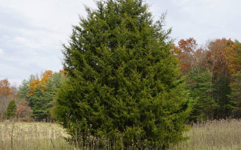 Eastern-red-cedar-uses-6